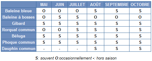 Informations pour les croisières aux baleines sur le Saint-Laurent (tadoussac)
